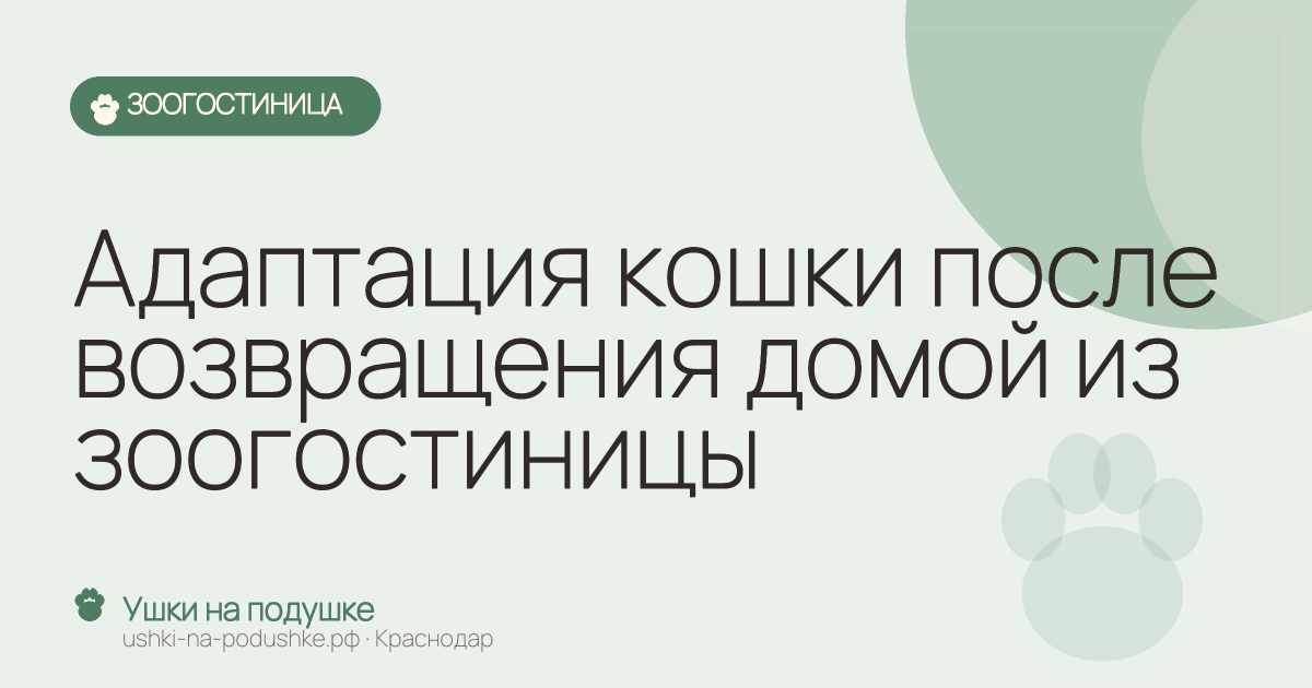 Адаптация кошки после возвращения домой из зоогостиницы