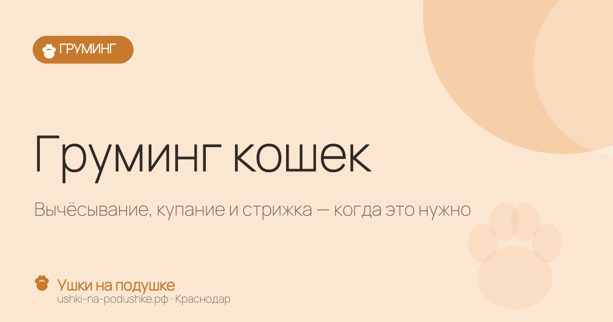 Груминг кошек: вычёсывание, купание и стрижка — когда это нужно