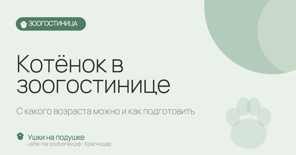 Котёнок в зоогостинице: с какого возраста можно и как подготовить