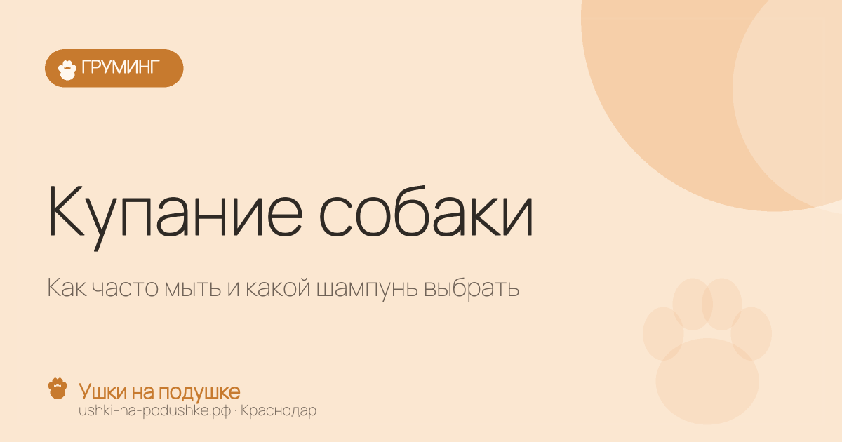 Купание собаки: как часто мыть и какой шампунь выбрать