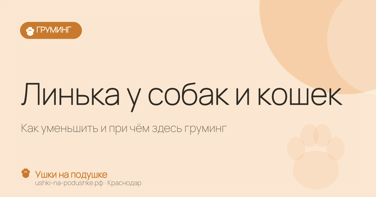 Линька у собак и кошек: как уменьшить и при чём здесь груминг