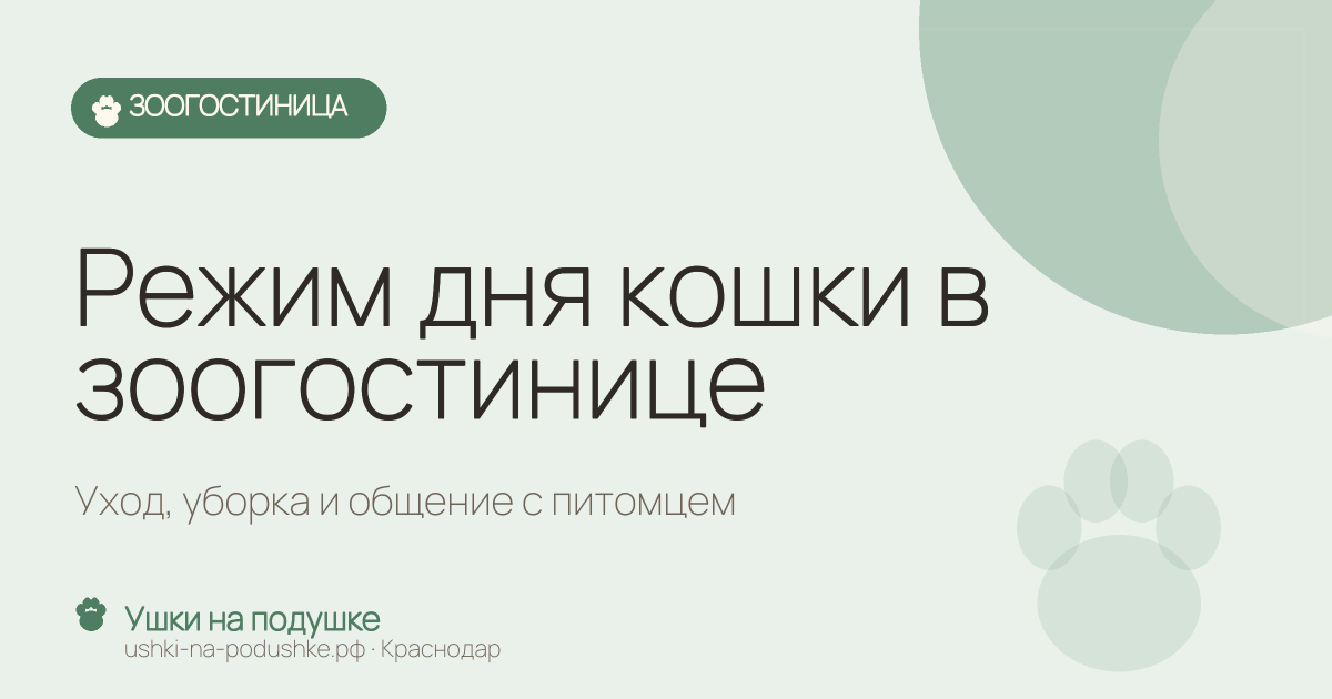 Режим дня кошки в зоогостинице: уход, уборка и общение с питомцем